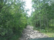 aspens