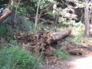 moving_the_log