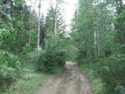 through_trees