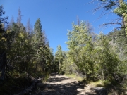 bouncy