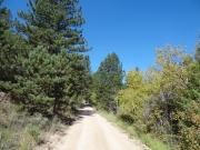 early_trail