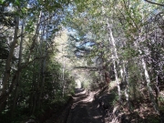 through_the_trees