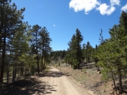 forest