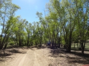 happy_trees