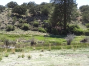 marshy