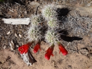 cactus_flower