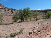cottonwoods