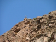 mountain_goats_part_2