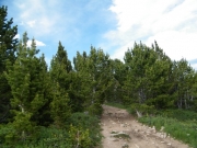 into_the_trees