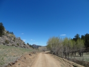 aspens