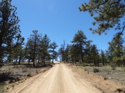 sparse_trees
