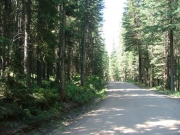 into_the_woods