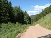 trees