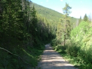 big_trees