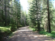 shady_section