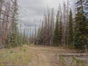 dead_trees