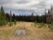 puddle