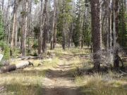 straight_trees