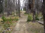 through_trees