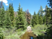 smaller_trees