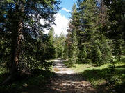 through_trees