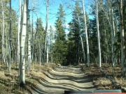 aspens