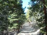 trail_in_trees