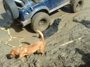 dogs_in_mud
