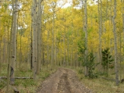 aspens