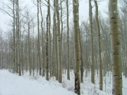 snowy_trail_part_7