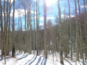aspens