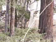 deer_hiding