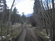 through_the_trees