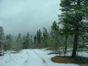 early_trail