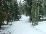 virgin_snow