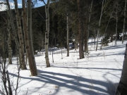 trees_and_snow