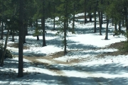 snow_and_trees_part_1