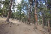 around_trees
