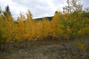 aspens_part_2