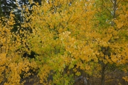 aspens_part_3
