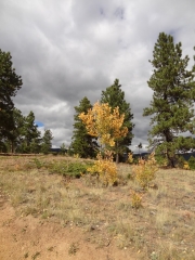 aspens_part_4