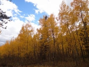 aspens_part_5