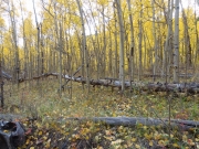 aspens_part_6
