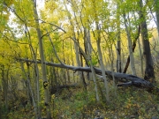 aspens_part_7
