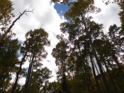 aspens_part_8