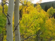 aspens_part_9