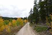 between_aspens_and_pines