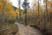 covered_in_leaves