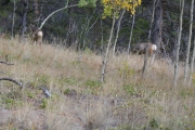 deer
