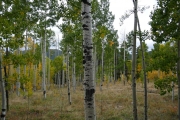 narrow_trees